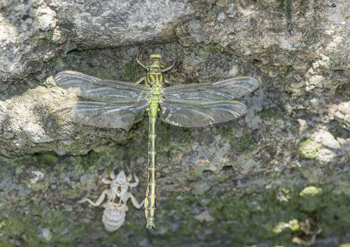 Réf. 263 242 : Stylurus flavipes
